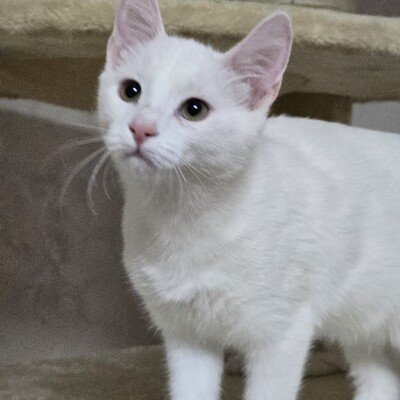 Kätzchen Angel sucht Dich zum kuscheln, EKH Jungtier - Katze