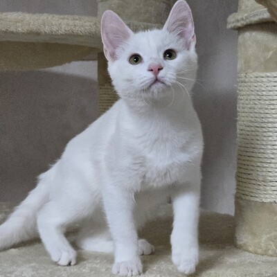 Kätzchen Angel sucht Dich zum kuscheln, EKH Jungtier - Katze