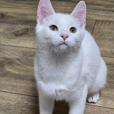 Kätzchen Angel sucht Dich zum kuscheln, EKH Jungtier - Katze