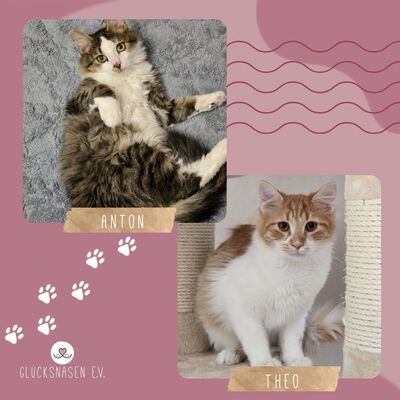Kätzchen Anton und Theo suchen ihre Dosis, EKH Jungtier - Kater