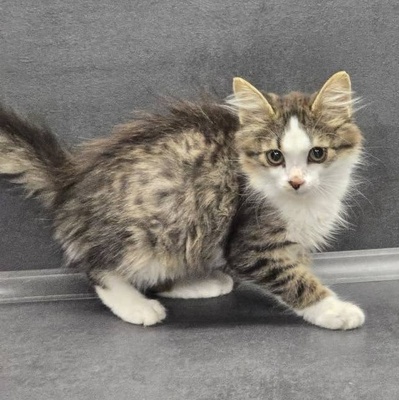 Kätzchen Anton und Theo suchen ihre Dosis, EKH Jungtier - Kater