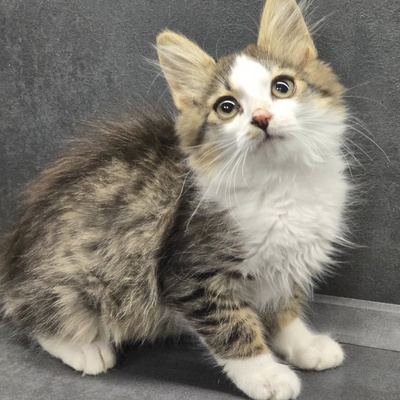 Kätzchen Anton und Theo suchen ihre Dosis, EKH Jungtier - Kater