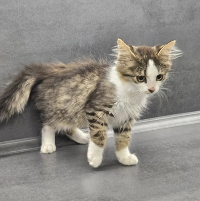 Kätzchen Anton und Theo suchen ihre Dosis, EKH Jungtier - Kater