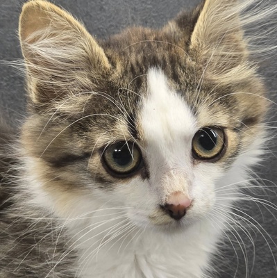 Kätzchen Anton und Theo suchen ihre Dosis, EKH Jungtier - Kater