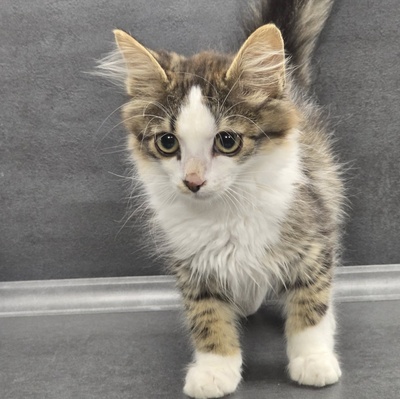 Kätzchen Anton und Theo suchen ihre Dosis, EKH Jungtier - Kater