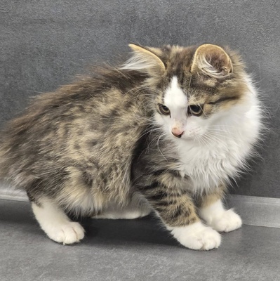 Kätzchen Anton und Theo suchen ihre Dosis, EKH Jungtier - Kater