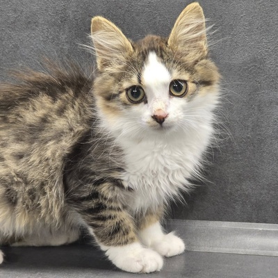 Kätzchen Anton und Theo suchen ihre Dosis, EKH Jungtier - Kater