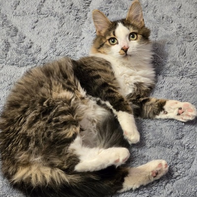 Kätzchen Anton und Theo suchen ihre Dosis, EKH Jungtier - Kater