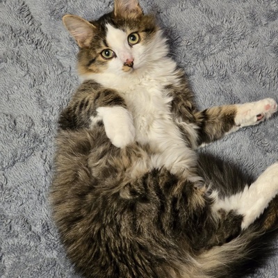 Kätzchen Anton und Theo suchen ihre Dosis, EKH Jungtier - Kater