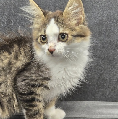 Kätzchen Anton und Theo suchen ihre Dosis, EKH Jungtier - Kater