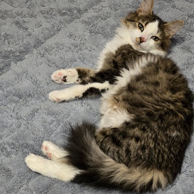 Kätzchen Anton und Theo suchen ihre Dosis, EKH Jungtier - Kater