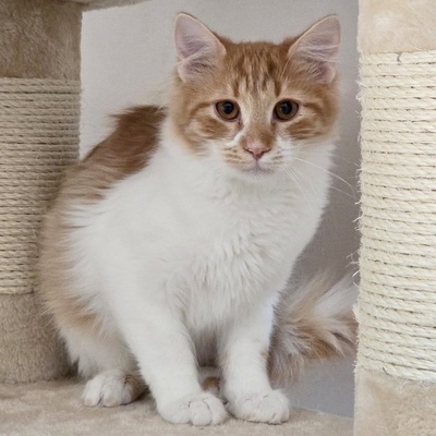 Kätzchen Anton und Theo suchen ihre Dosis, EKH Jungtier - Kater