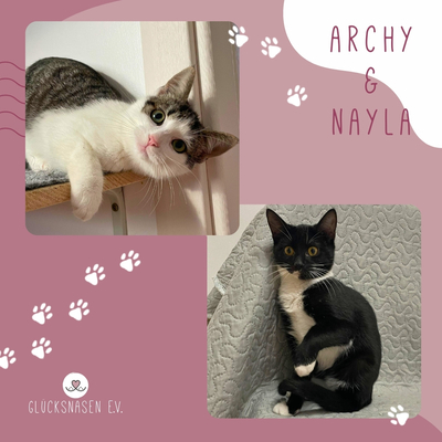 Kätzchen Archy und Nayla suchen ihre Dosenöffner, EKH - Kater 1