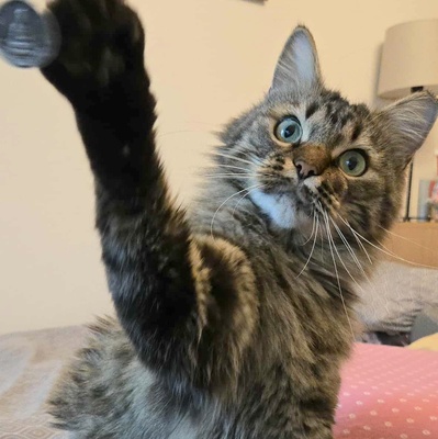 Kätzchen Auri wartet auf Dich, EKH Jungtier - Katze