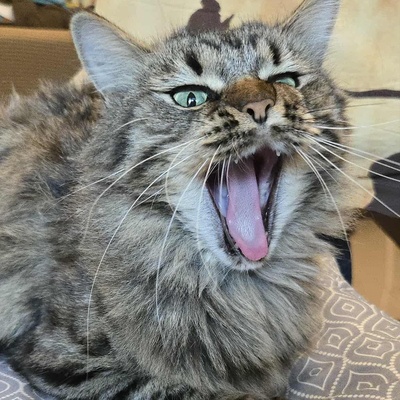 Kätzchen Auri wartet auf Dich, EKH Jungtier - Katze