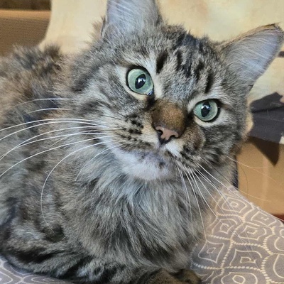 Kätzchen Auri wartet auf Dich, EKH Jungtier - Katze