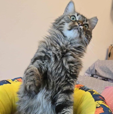 Kätzchen Auri wartet auf Dich, EKH Jungtier - Katze