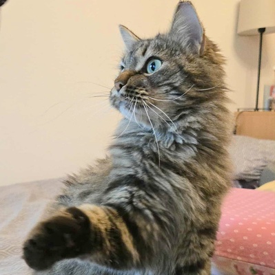 Kätzchen Auri wartet auf Dich, EKH Jungtier - Katze