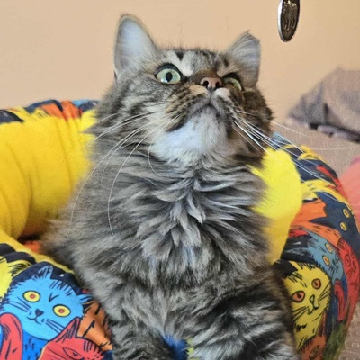 Kätzchen Auri wartet auf Dich, EKH Jungtier - Katze