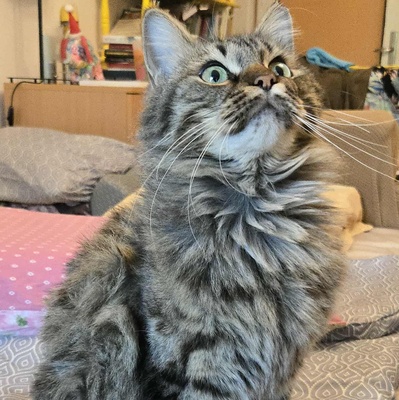Kätzchen Auri wartet auf Dich, EKH Jungtier - Katze