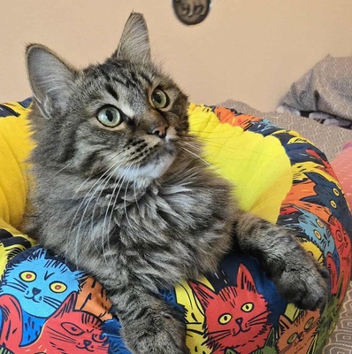 Kätzchen Auri wartet auf Dich, EKH Jungtier - Katze