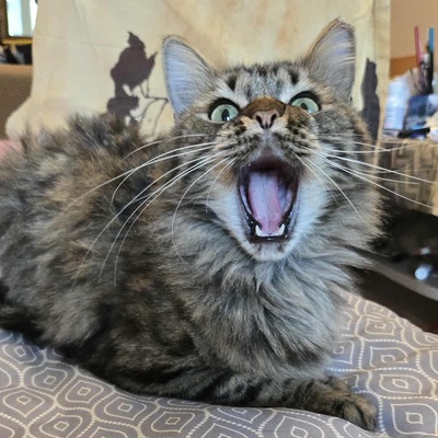 Kätzchen Auri wartet auf Dich, EKH Jungtier - Katze