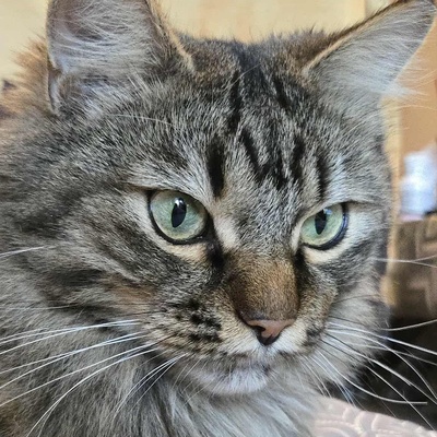 Kätzchen Auri wartet auf Dich, EKH Jungtier - Katze