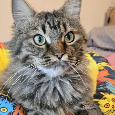 Kätzchen Auri wartet auf Dich, EKH Jungtier - Katze