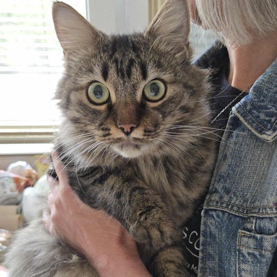 Kätzchen Auri wartet auf Dich, EKH Jungtier - Katze