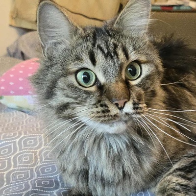 Kätzchen Auri wartet auf Dich, EKH Jungtier - Katze