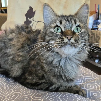 Kätzchen Auri wartet auf Dich, EKH Jungtier - Katze