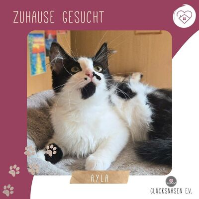 Kätzchen Ayla freut sich auf ihre Menschen, EKH Jungtier - Katze