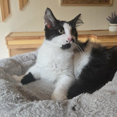 Kätzchen Ayla freut sich auf ihre Menschen, EKH Jungtier - Katze