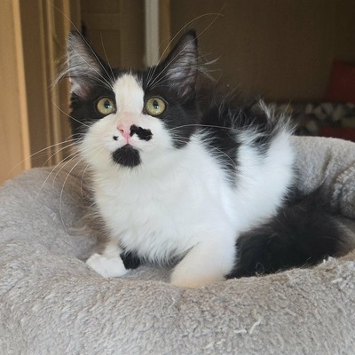 Kätzchen Ayla freut sich auf ihre Menschen, EKH Jungtier - Katze