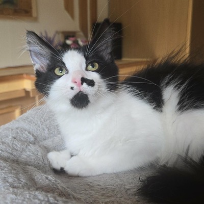 Kätzchen Ayla freut sich auf ihre Menschen, EKH Jungtier - Katze