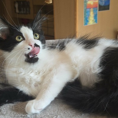 Kätzchen Ayla freut sich auf ihre Menschen, EKH Jungtier - Katze