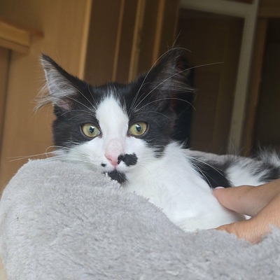 Kätzchen Ayla freut sich auf ihre Menschen, EKH Jungtier - Katze