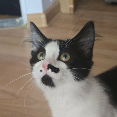 Kätzchen Ayla freut sich auf ihre Menschen, EKH Jungtier - Katze