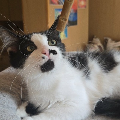 Kätzchen Ayla freut sich auf ihre Menschen, EKH Jungtier - Katze