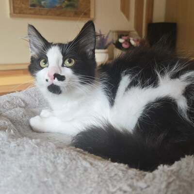Kätzchen Ayla freut sich auf ihre Menschen, EKH Jungtier - Katze