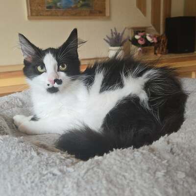 Kätzchen Ayla freut sich auf ihre Menschen, EKH Jungtier - Katze