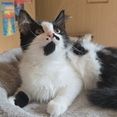 Kätzchen Ayla freut sich auf ihre Menschen, EKH Jungtier - Katze
