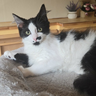 Kätzchen Ayla freut sich auf ihre Menschen, EKH Jungtier - Katze