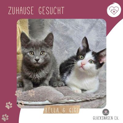 Kätzchen Bella und Gigi kuscheln gern, EKH Jungtier - Katze
