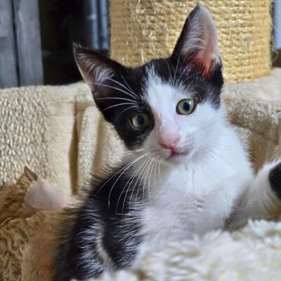 Kätzchen Bella und Gigi kuscheln gern, EKH Jungtier - Katze