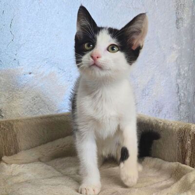 Kätzchen Bella und Gigi kuscheln gern, EKH Jungtier - Katze
