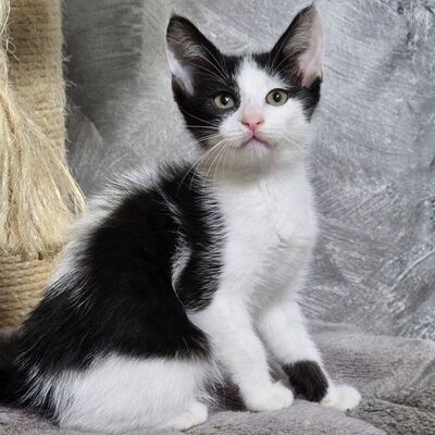 Kätzchen Bella und Gigi kuscheln gern, EKH Jungtier - Katze