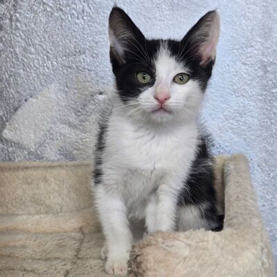 Kätzchen Bella und Gigi kuscheln gern, EKH Jungtier - Katze