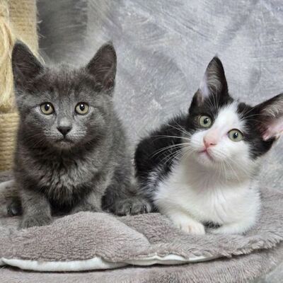 Kätzchen Bella und Gigi kuscheln gern, EKH Jungtier - Katze