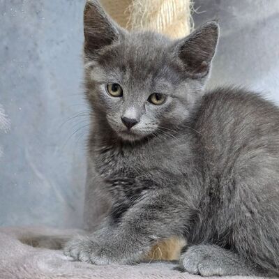 Kätzchen Bella und Gigi kuscheln gern, EKH Jungtier - Katze